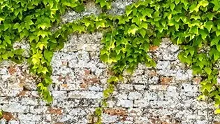 Brick wall with english ivy growing on it.